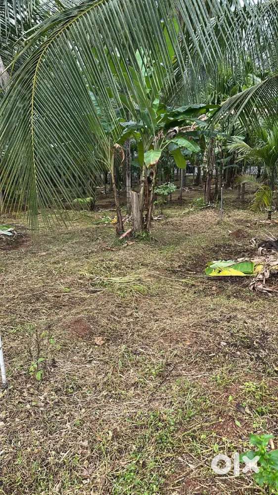 Land near Palakkad Kozhikode highway