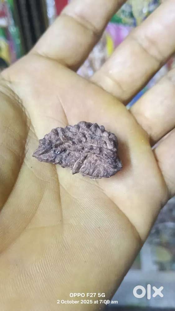 Eka_mukhi_Rudrksha