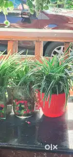 Plants  plots