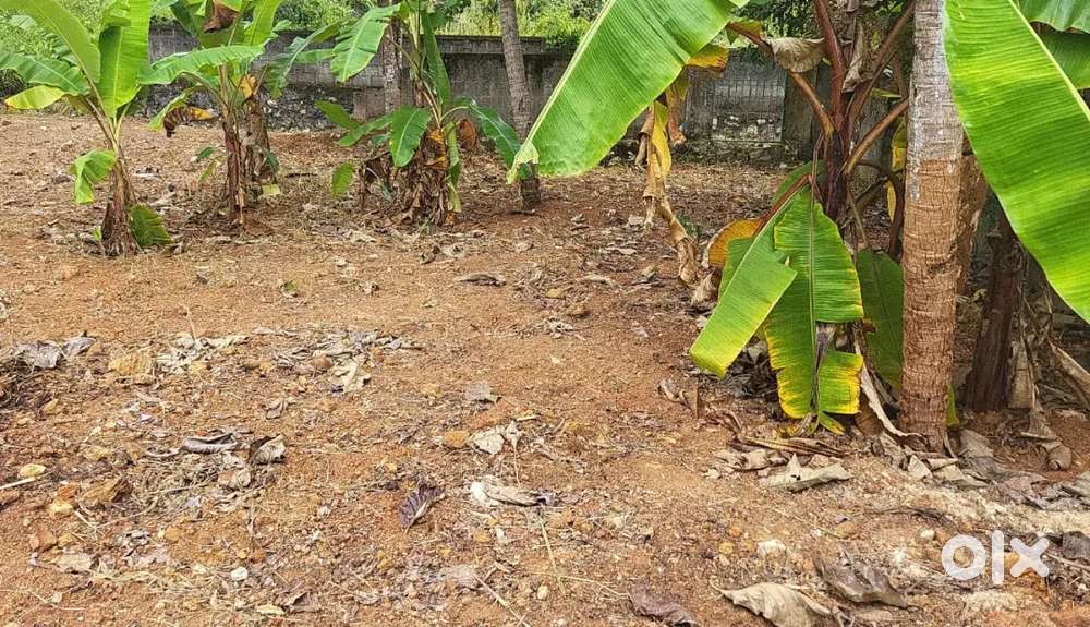 6cent dry land karyavattam Greenfield  kazhakuttom. Technopark