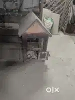 Birds Cage.