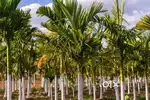 LAND SALE CHANNAPATANNA AGRICULTURE LAND SALE MYSORE AVAILABLE