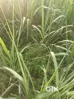 Properties (Zameen)