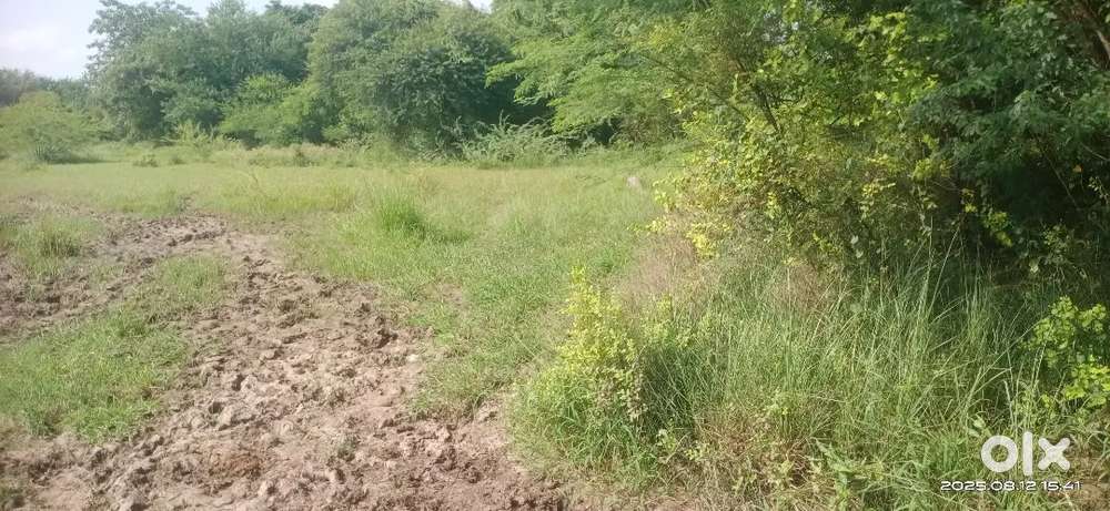 41000,junisarat,Latipura-padra