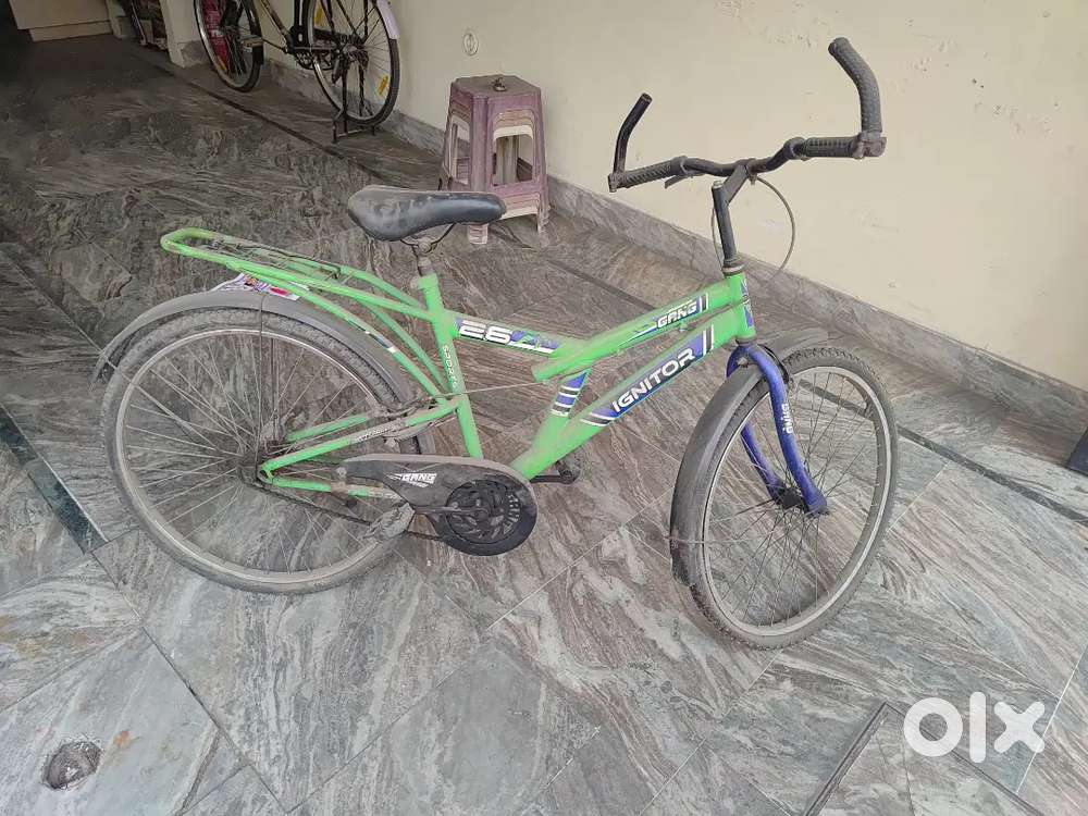 Cycle of Hercules best quality 4 yr old