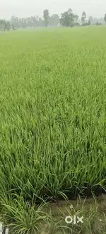 Agriculture property