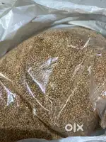 Moti kangni