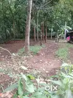 14 cent Land main road  Aryampadam Thrissur