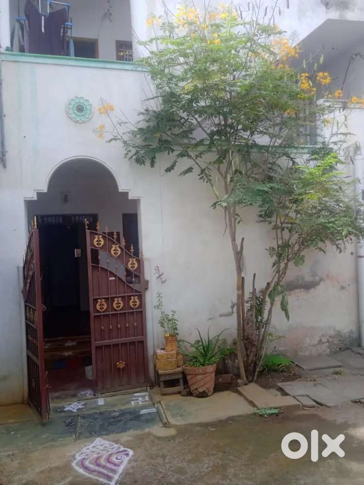 Sugi illam