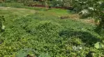 FOR SALE: East Facing Plots –16 Cents & 23 Cents – Pumpwell, Mangalore