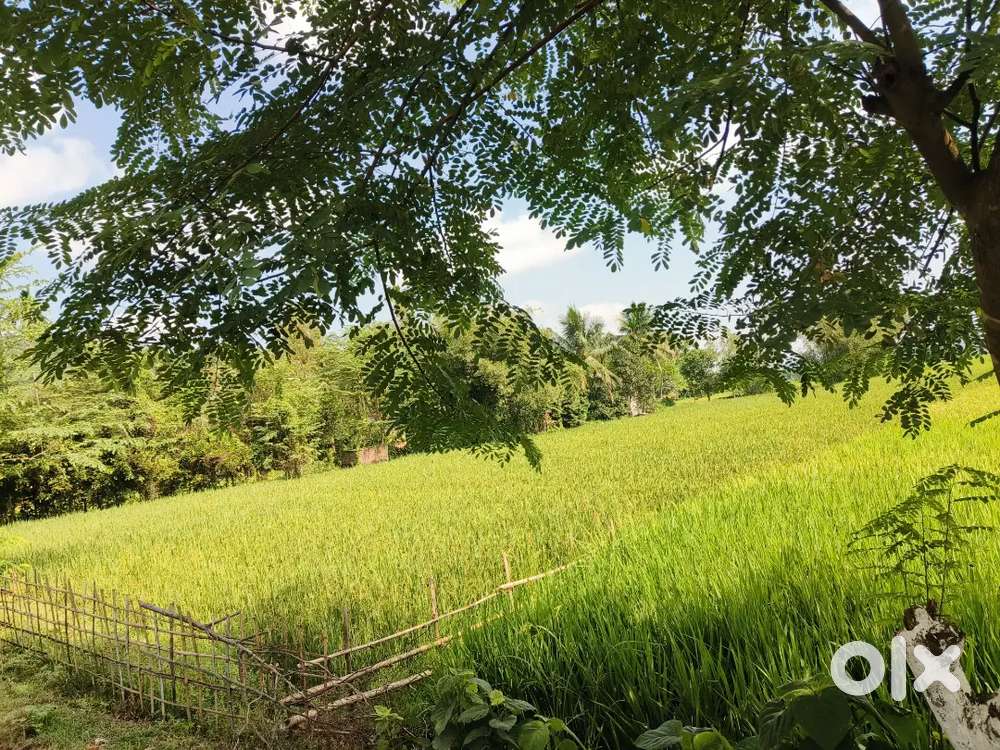 3bigha Kheraj Myadi Patta Land For sale at Digaru