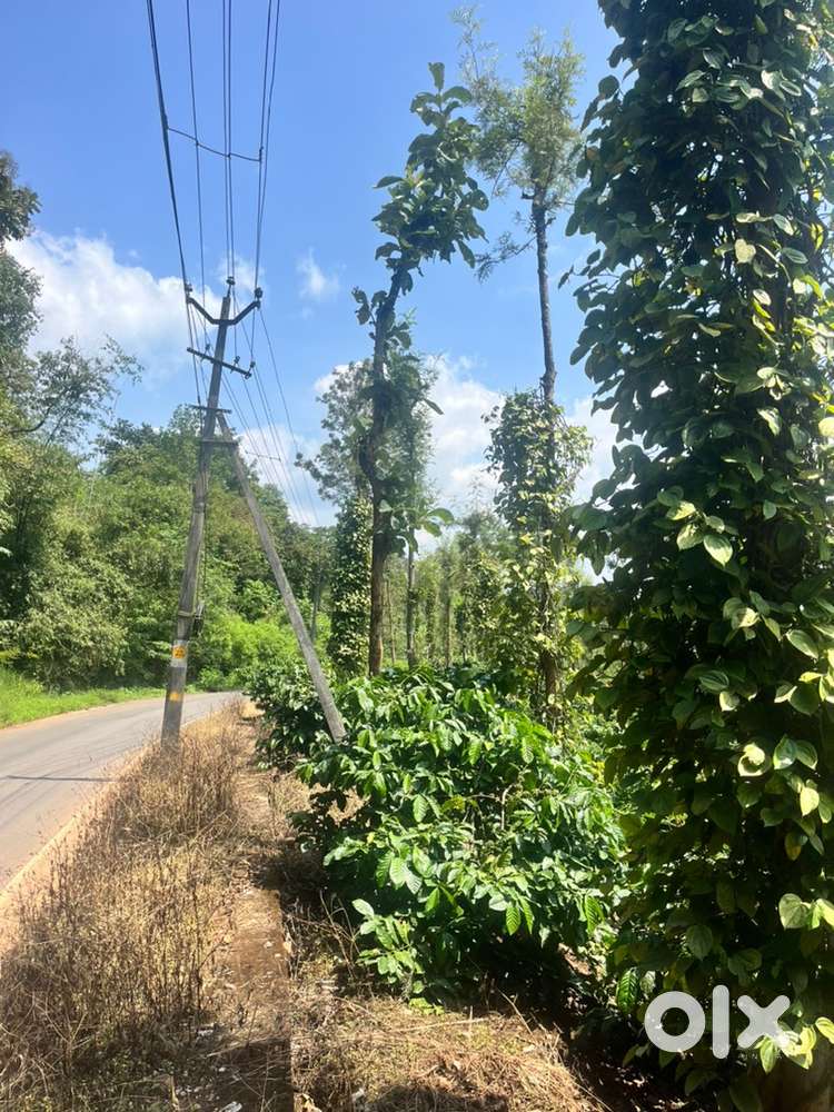 Wayanad tirunelli panjayath 2.4 acre cofee land selling