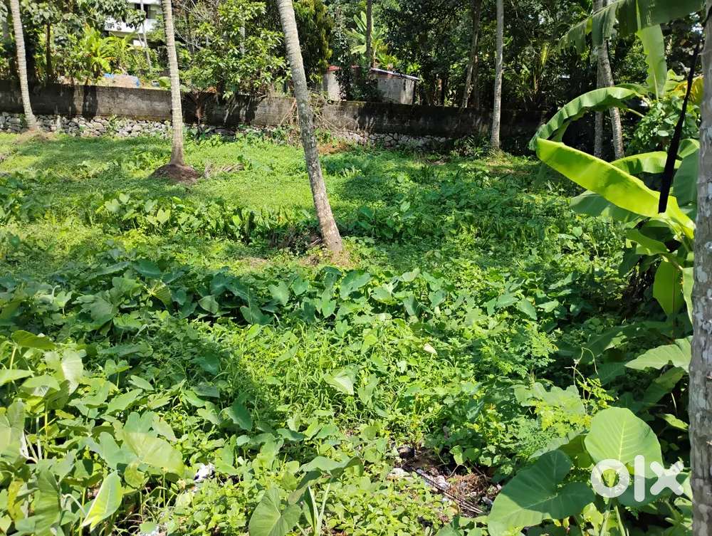 55 സെന്റ് പുരയിടം വിൽപ്പനയ്ക്ക് @ മുക്കോല കാച്ചാണി