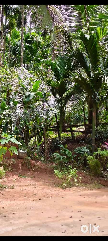 50 cents of open and empty land for sale. 75,000 per cent.