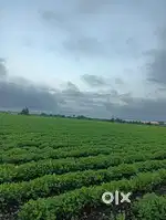 11 vigha full pani vari jamin