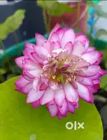 Homoeopathic doctor's assistant
