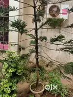 2 Araucaria Christmas Trees for sale