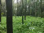 Kothamangalam mathirappilly plot for sale