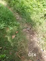 Kumbalanghi. 3cent. Car Entry Plot