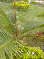 2 katha jamin bikri h