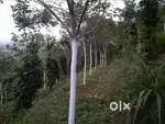 75 Cent Land for Sale കട്ടപ്പന - കോട്ടയം ഹൈവേ side