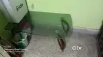 Centre table & Cupboard