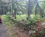 കോതമംഗലം രാമല്ലൂർ 12 സെന്റ് പുരയിടം വില്പനക്ക്