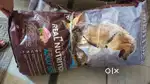 DOG FOOD 20 KG