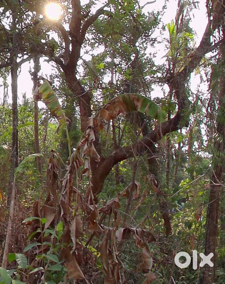 21 Cent Plot in Macheri