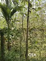 THOPPU FOR SALE AT THIRUVIDAIMARUTHUR