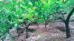 For sale - Property and Land in Alpara, Kanjikuzhy Panchayat,Idukki