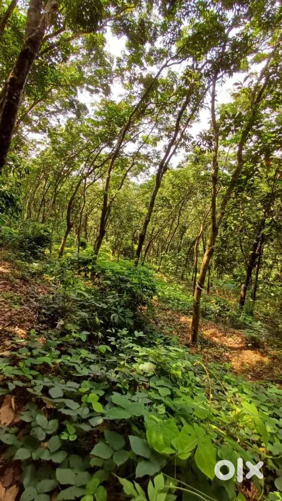 3. 24 acres rubber plantation for sale ( Near to Bheemanady town)