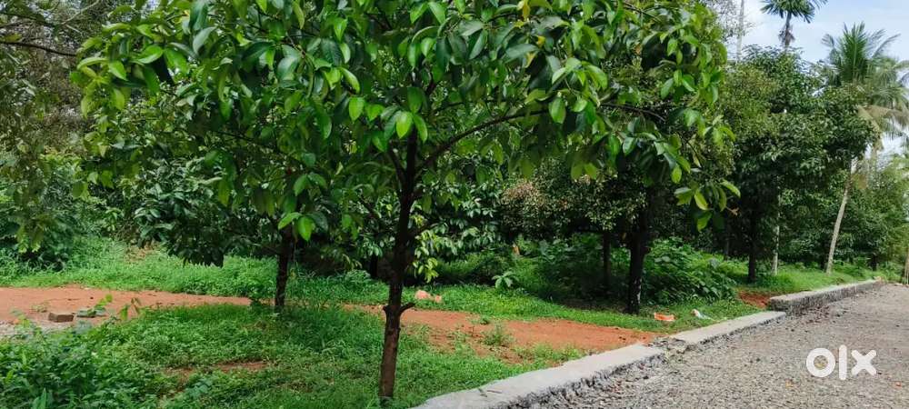 KARUKUTTY NEAR BY 2 KM 5,6,8, 10 CENT PLOTS AVAILABLE