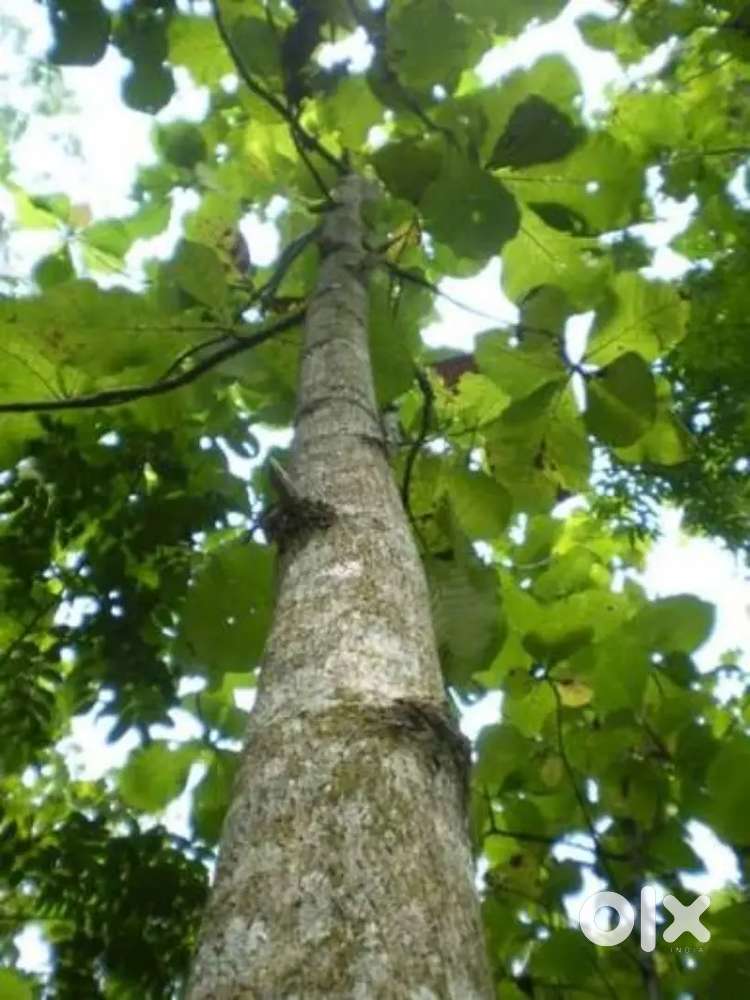 I WANT TO SELL MY TEKU TREES