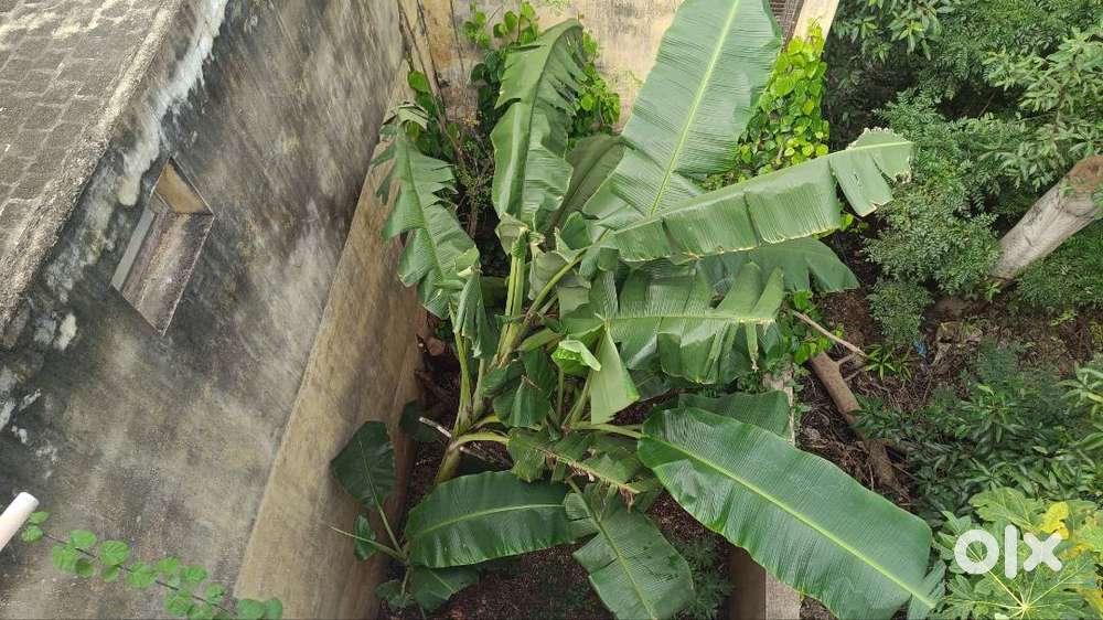 Independent  1 BHK home in 2nd floor for rent