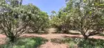 5 and 6 ghnutas farm land plots for sale.