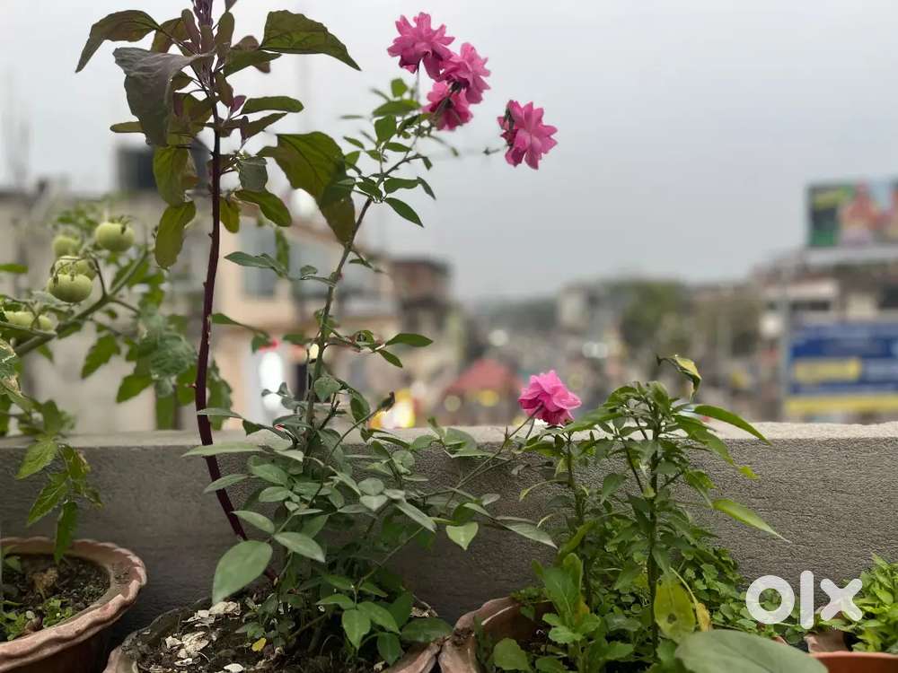 Selfcooking pg for girls