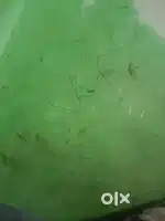 Nabi nagar burnpur mein zameen hai per kattha 200000