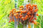 Adakka thottam pattathinu