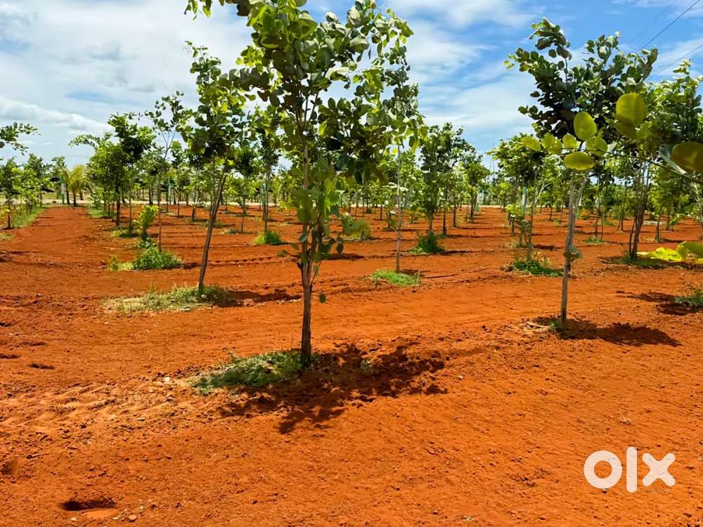 KG Red Sandal Farmland