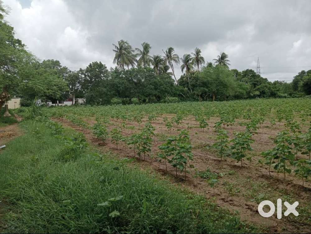 Fertile Agriculture Land at Prime Location on Jambusar Highway
