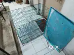 Dog cage 42 inches/ Shapoorji sukhobristi