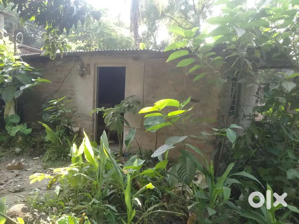For SALE OR RENT তিওড় থেকে ঠাকুরপুরা রাস্তা  দীঘীর উত্তর দিকে