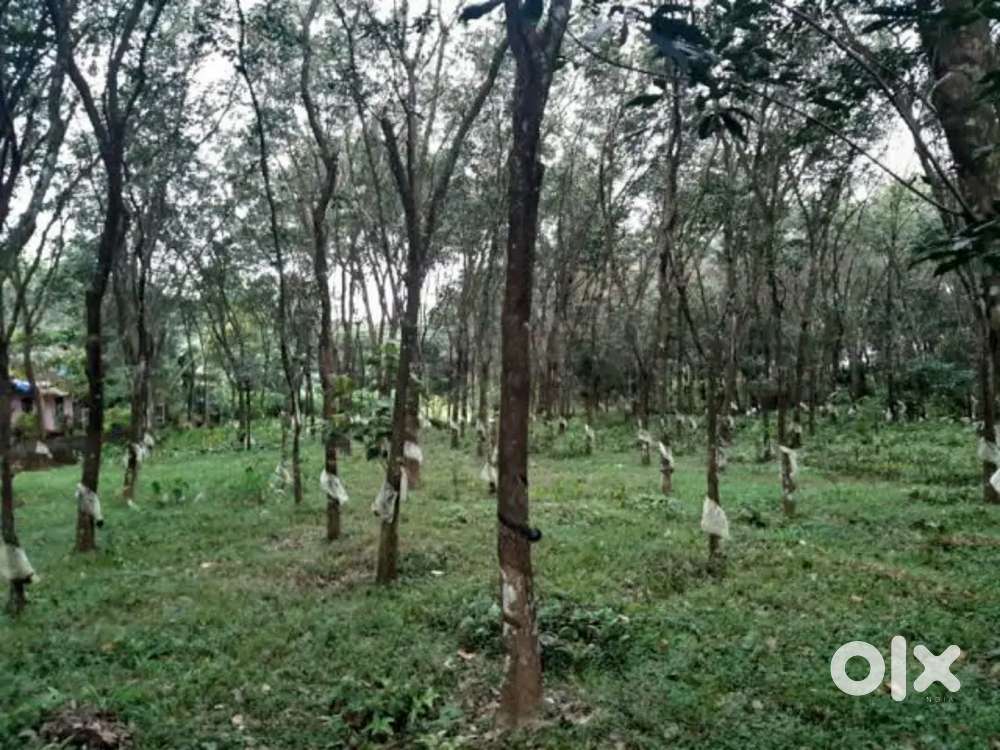 Land for sale. Rubber plot