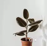 2 Rubber plant saplings