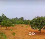 2.68acre 8km from bargur to thirupathur road