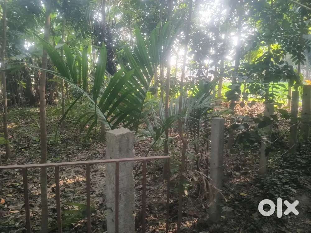 Kalyani,Land at chasorathi, 2katha, with mehigani trees