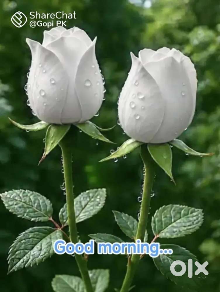 16cent plot near Calicut Medical college