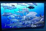 VU 40 INCH smart android tv