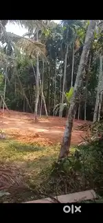 Plot for Sale ,25 cent .per cent 150000,vadakumbad,nettur